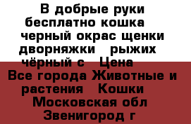 В добрые руки бесплатно,кошка,2.5черный окрас,щенки дворняжки,3 рыжих 1 чёрный,с › Цена ­ - - Все города Животные и растения » Кошки   . Московская обл.,Звенигород г.